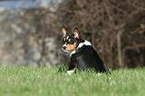 BASENJI 107